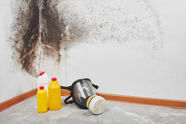 Best Mold Removal Process  in New Tazewell, TN