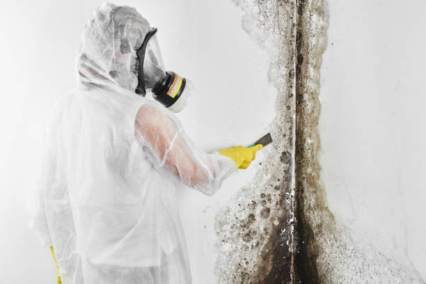 Best Mold Damage Repair  in New Tazewell, TN