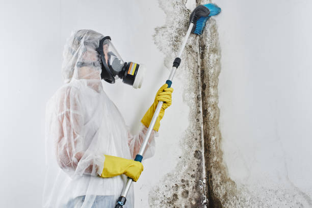 Best Affordable Mold Removal  in New Tazewell, TN