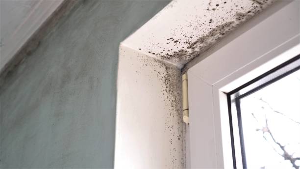 Best Mold Cleaning Services  in New Tazewell, TN