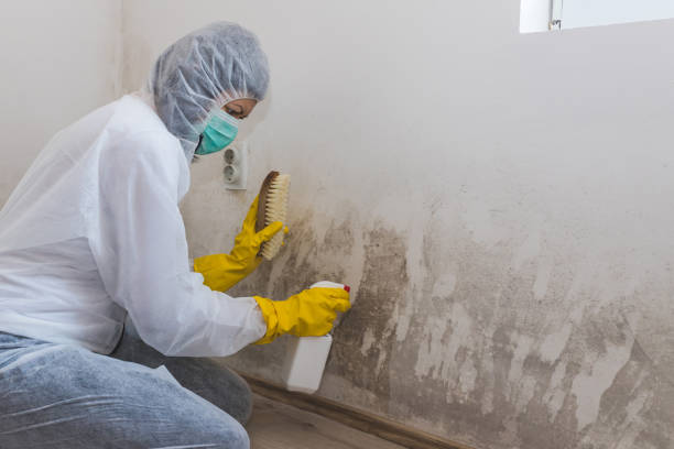 Best Certified Mold Removal  in New Tazewell, TN