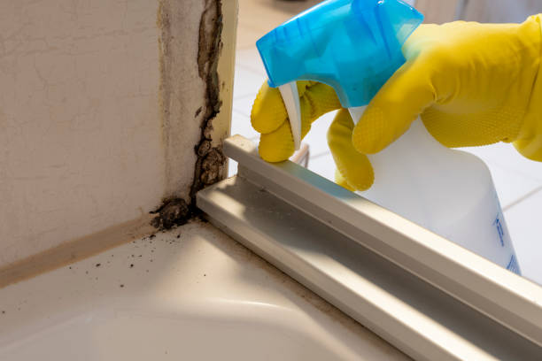 Best Crawl Space Mold Removal  in New Tazewell, TN