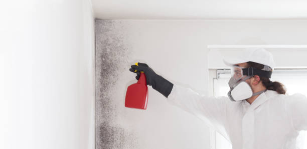 Best Mold Removal Company Near Me  in New Tazewell, TN