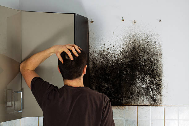 Best Emergency Mold Removal  in New Tazewell, TN