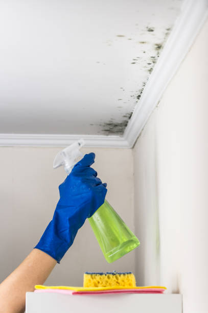 Best Best Mold Removal Companies  in New Tazewell, TN